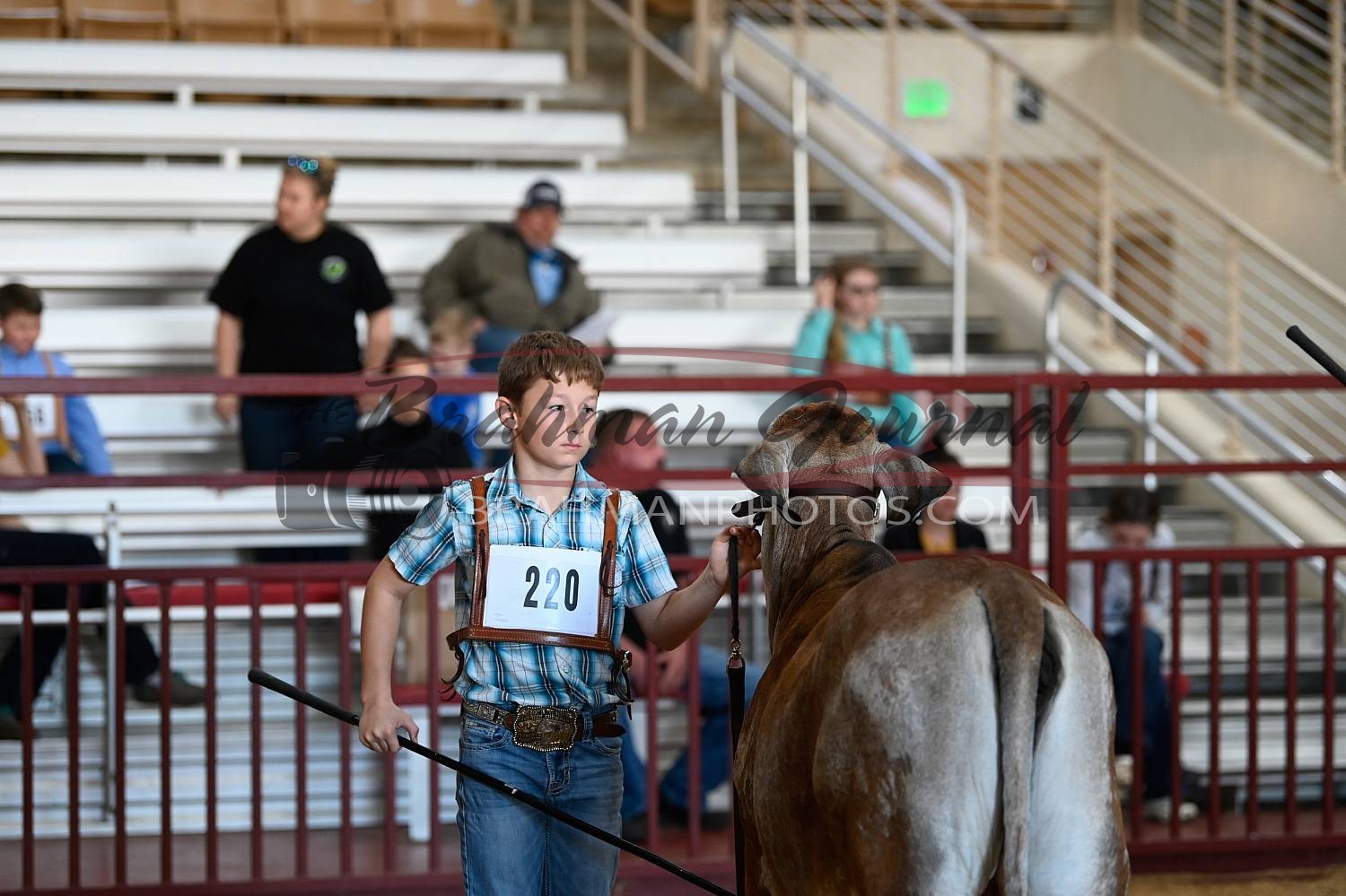 2024 Kissimmee Valley Livestock Brahman & Showmanship Brahman Photos