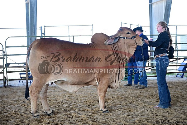 2026 South Texas State Fair 